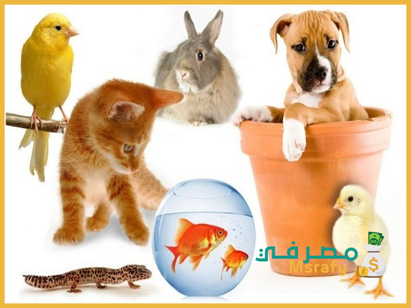 ابي افتح مشروع وش تنصحوني